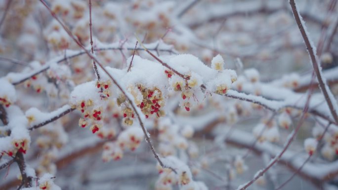 冬季雪景唯美慢动作升格镜头合集