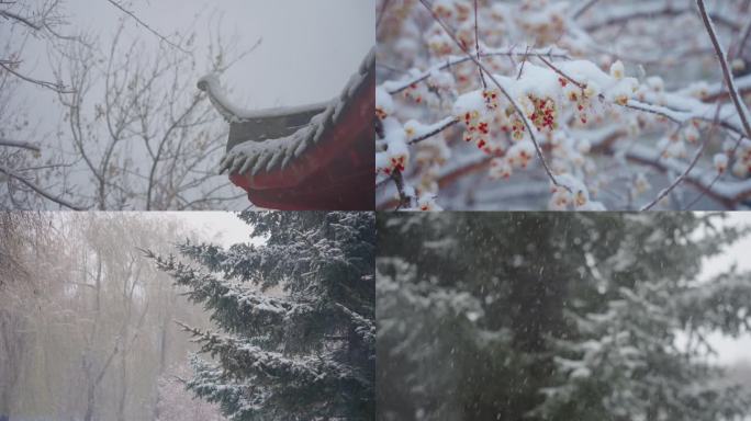 冬季雪景唯美慢动作升格镜头合集