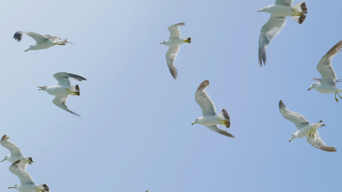 海鸥飞翔一群很多海鸥空中飞翔大海海鸥飞行