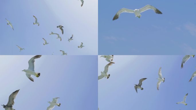 海鸥飞翔一群很多海鸥空中飞翔大海海鸥飞行