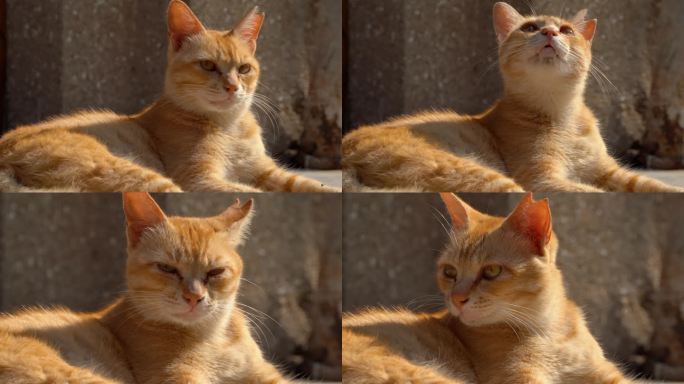 城市里街头一只流浪猫4K视频