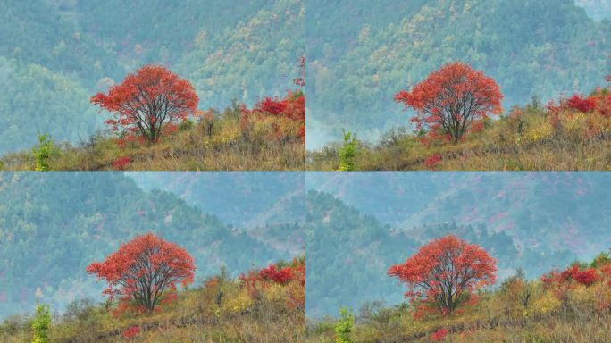 山顶红叶树航拍环绕空镜