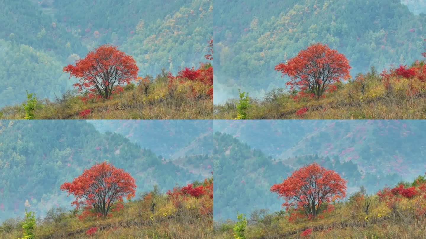 山顶红叶树航拍环绕空镜