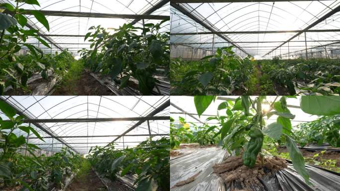 富硒蔬菜大棚青椒辣椒