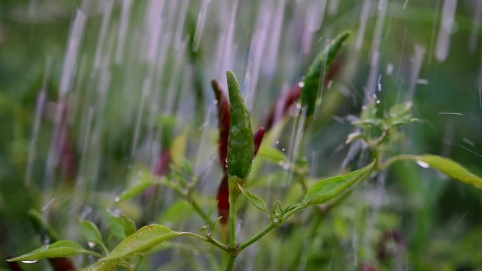 辣椒园里的雨滴和辣椒