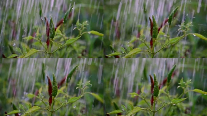 辣椒园里的雨滴和辣椒