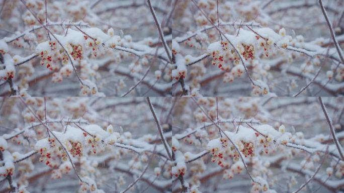 4k唯美雪中树枝红豆白杜相思升格空镜