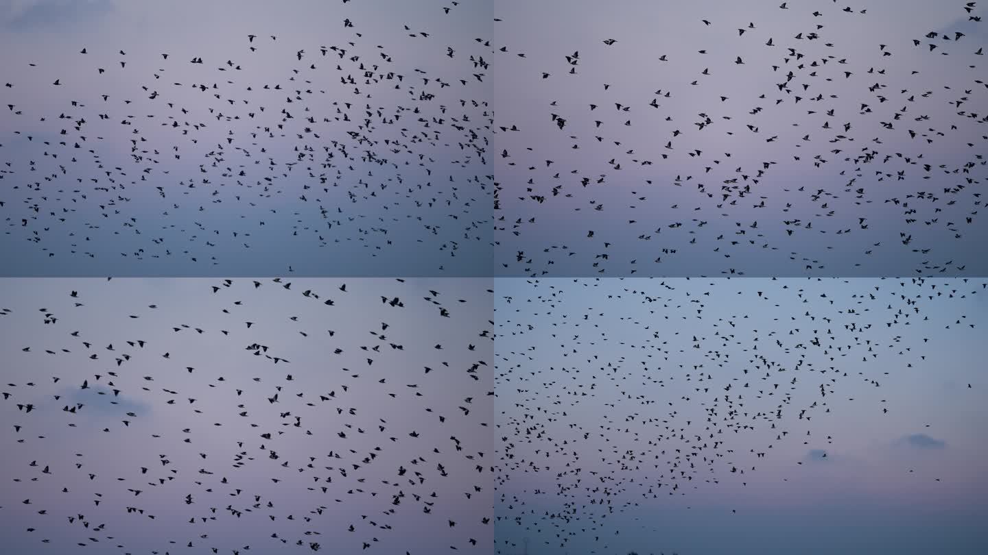 群鸟飞翔-慢镜头
