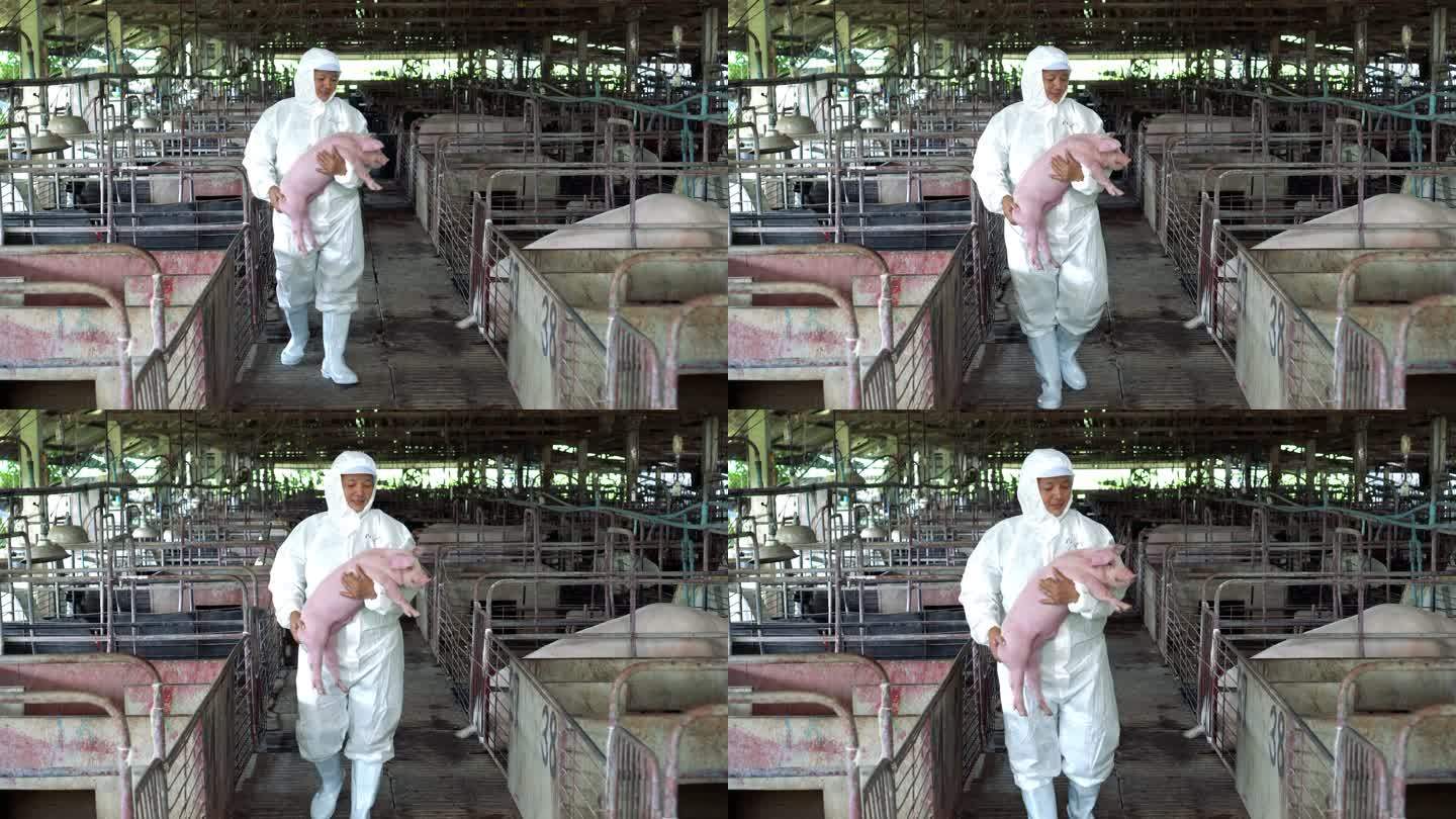 亚洲兽医在工厂养猪场照顾和抱着一头猪的4k镜头，家畜和家畜概念