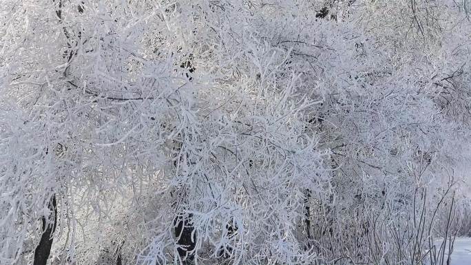 北方冬季树挂唯美乡村风光30帧