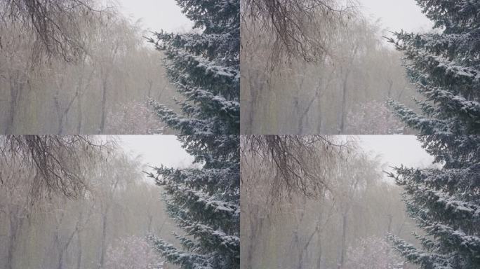 4k慢动作森林大雪树木空镜