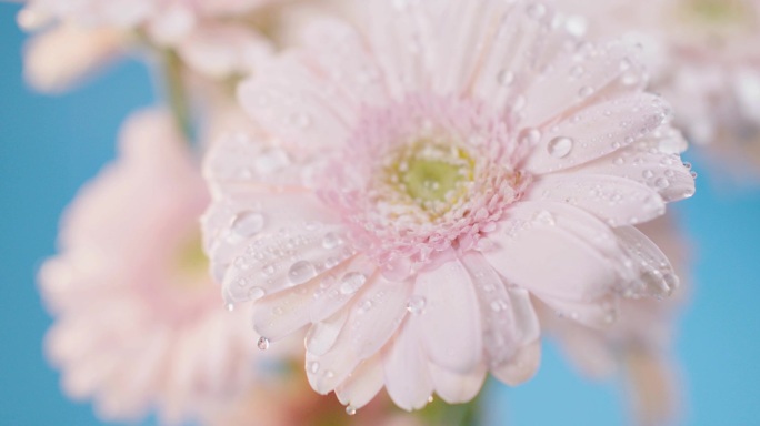 水滴雨滴缓慢滴落在花瓣上-非洲菊