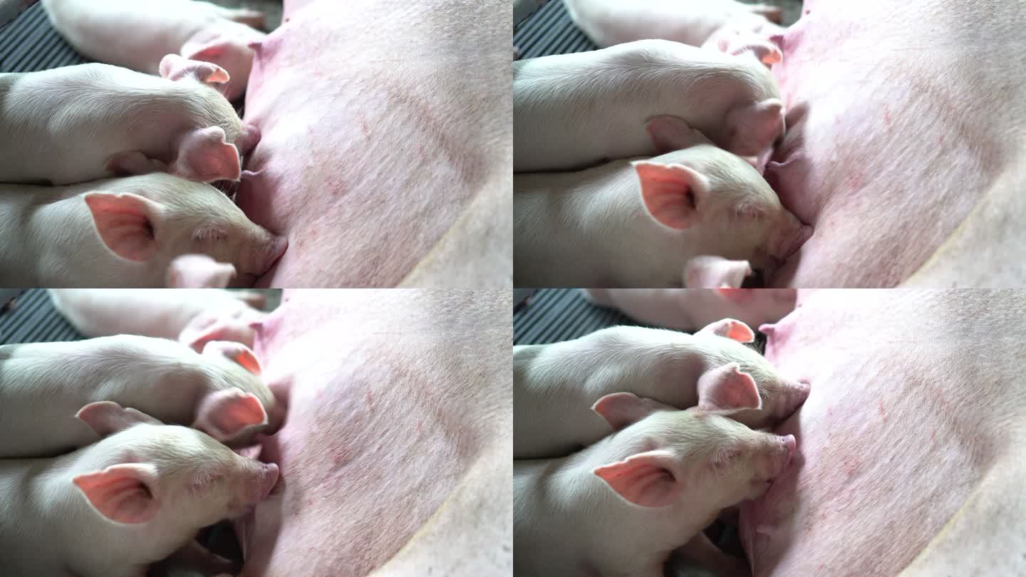 在工厂养猪场，家畜和家畜概念中，小猪宝宝从母猪哺乳的4k镜头