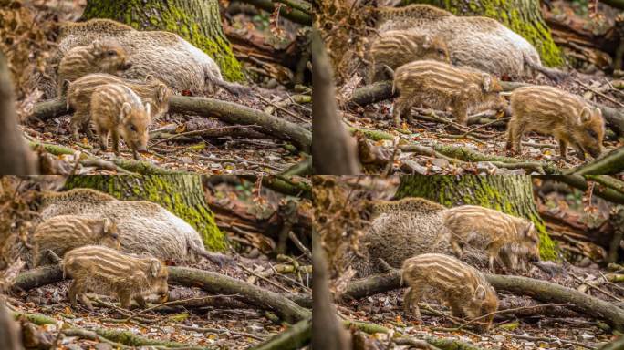 野猪小猪荒郊野外郊外