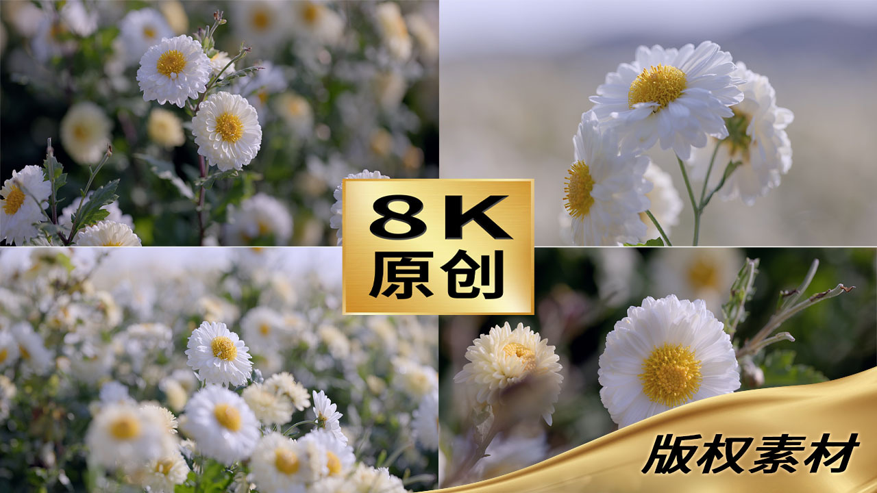 8k杭白菊