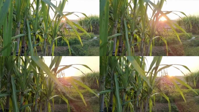 甘蔗林随风摇摆落晖晚霞晚风风吹甘蔗叶飘荡