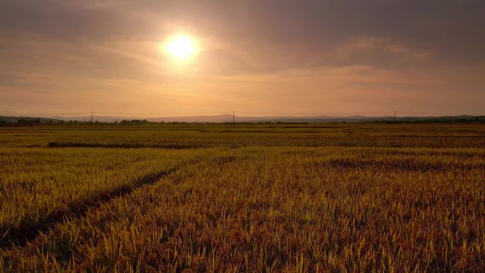 稻谷植物田鸟瞰图田野山丘夕阳