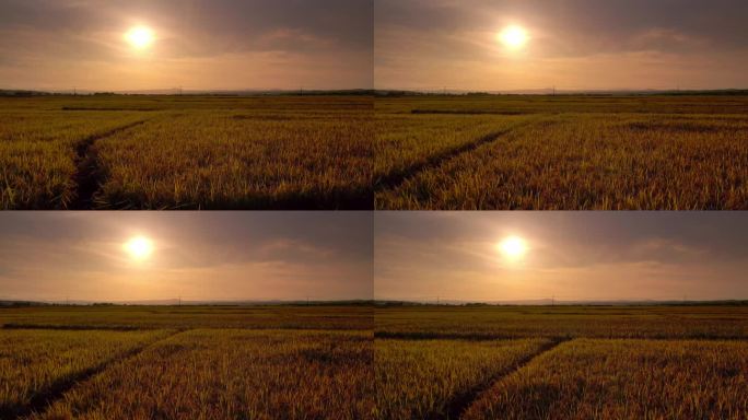 稻谷植物田鸟瞰图田野山丘夕阳