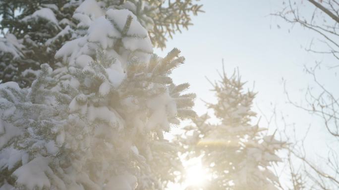 冬季雪景唯美小清新树枝积雪落下空镜升格
