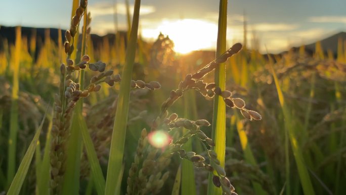 稻米。农业领域成熟唯美逆光漏光