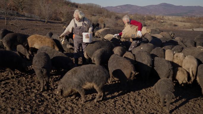 敬业的资深牧民一起在农场喂养曼加利卡猪