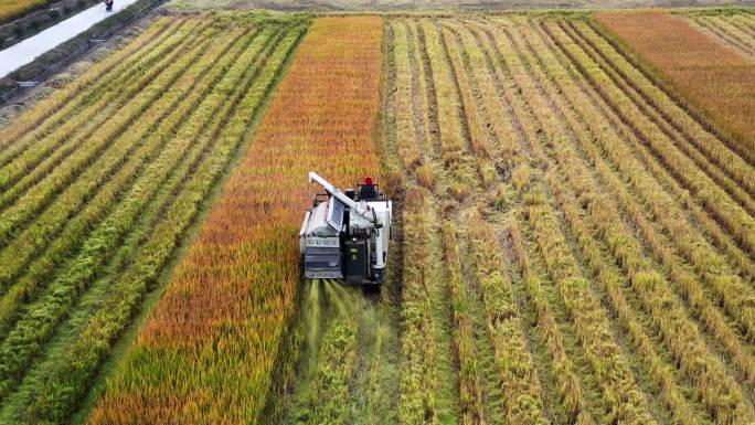 4K航拍机械收割稻谷 粮食丰收