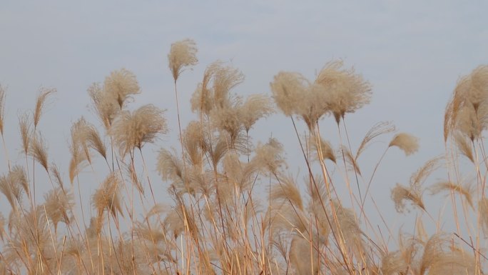 秋天的芦苇滩