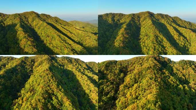 原始森林秋天雨林森林多彩航拍玉皇山3