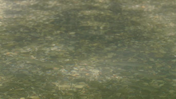 佛蒙特河鳟鱼淡水鱼