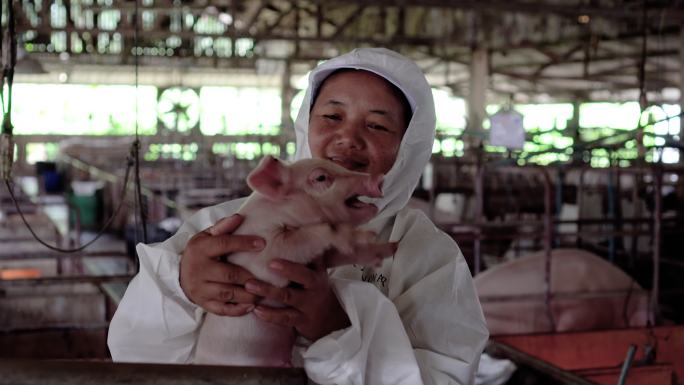 亚洲兽医在工厂养猪场照顾和抱着小猪的4k镜头，家畜和家畜概念