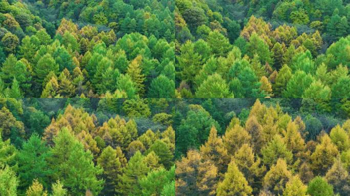 秋天松林雨林森林多彩航拍玉皇山4