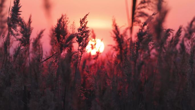 扎龙落日 成组落日  芦苇落日 秋季黄昏