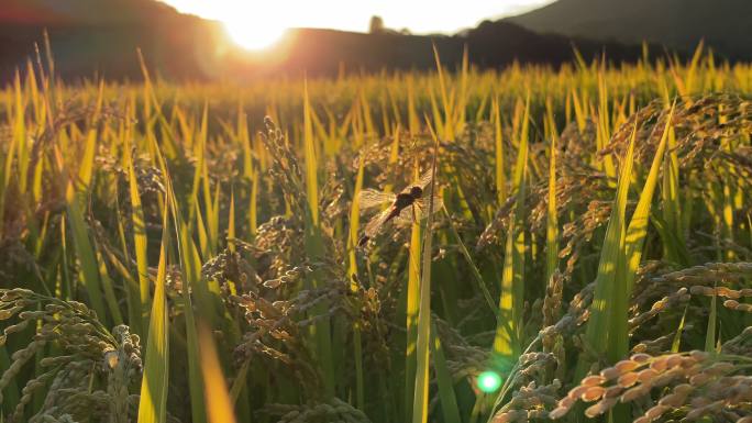 稻米。农业领域粮食安全民生问题粮食产量