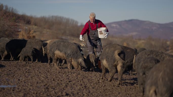 资深牧民，在他的农场里喂一大群曼加利卡猪