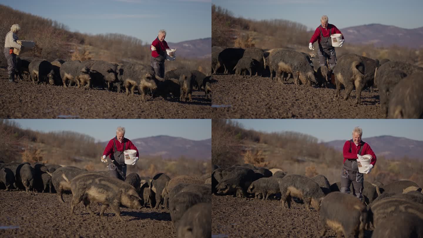 资深牧民，在他的农场里喂一大群曼加利卡猪