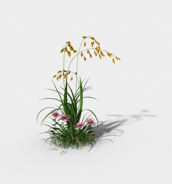 花草aa 动态花  花朵 花  透明