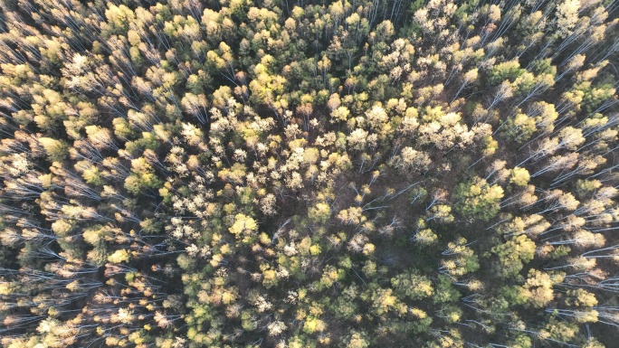 航拍秋季彩色密林风景