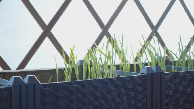 阳台种菜种植蔬菜阳光照射花盆篱笆墙