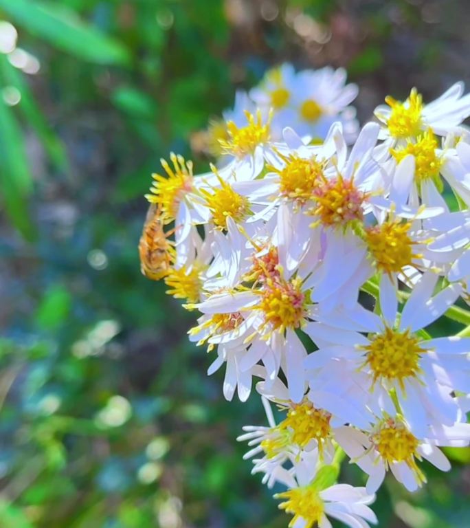 小菊蜜蜂