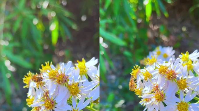 小菊蜜蜂