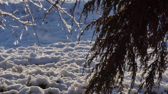 雪后的松树和鸟声东北北方冬季冬天雪后树挂