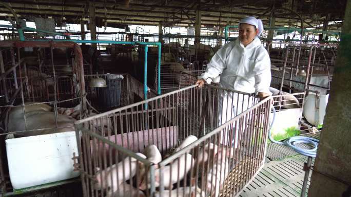 亚洲兽医将猪推车运到养猪场、家畜和养猪场畜牧业的4k镜头