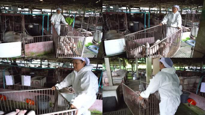 亚洲兽医将猪推车运到养猪场、家畜和养猪场畜牧业的4k镜头