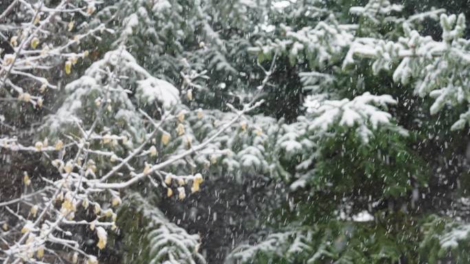 4k慢动作森林大雪空镜