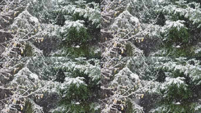 4k慢动作森林大雪空镜