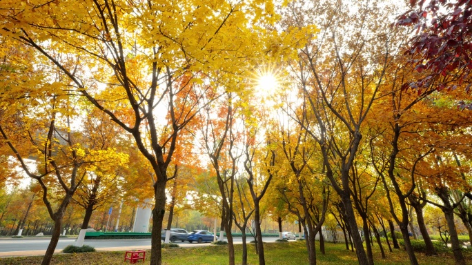 城市秋天的景色 太阳星芒 阳光透过枫叶