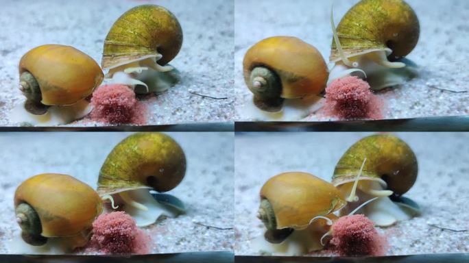 水族系列 黄金螺吃食随拍