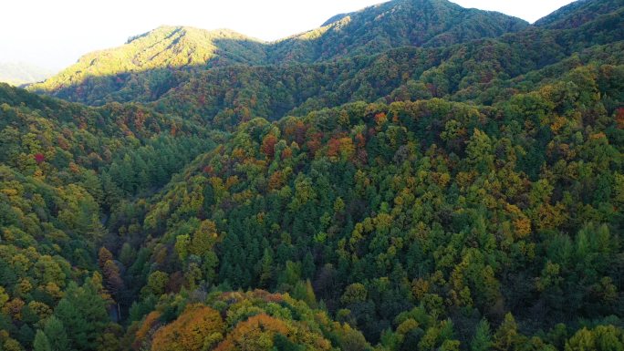 秋天松林雨林森林多彩震撼航拍玉皇山1