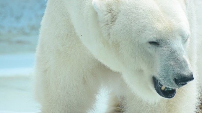 北极熊北极熊特写保护野生动物