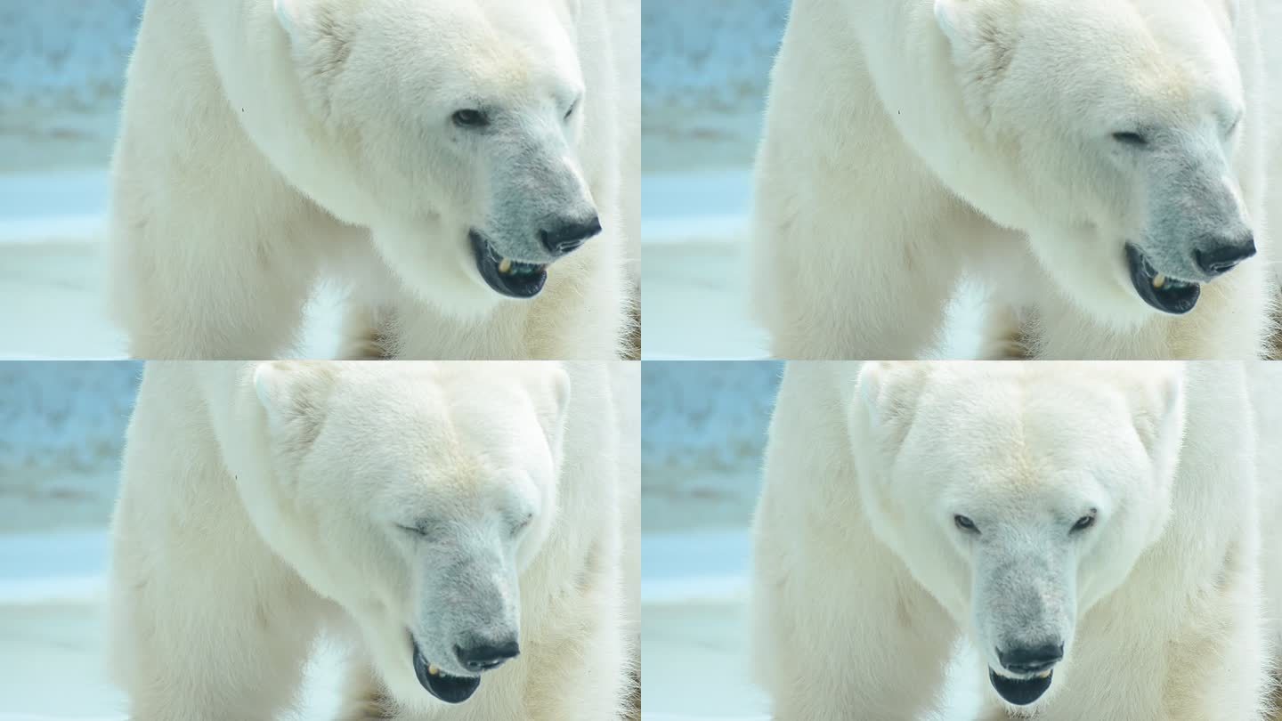 北极熊北极熊特写保护野生动物